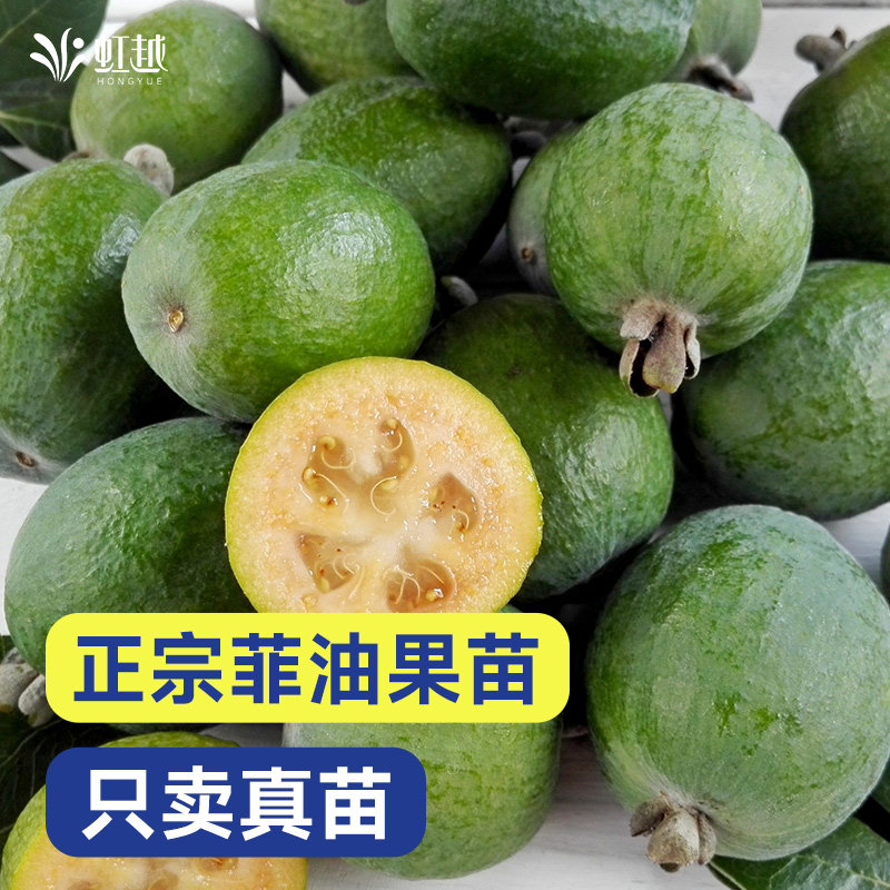 虹越菲油果树苗大苗南方盆栽地栽棒棒糖安德烈阳台露台斐济果