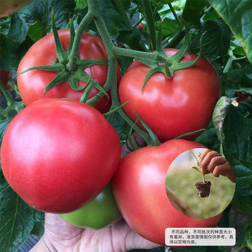 虹越园艺家番茄种苗蔬菜种苗菜苗西红柿苗盆栽高产家庭阳台