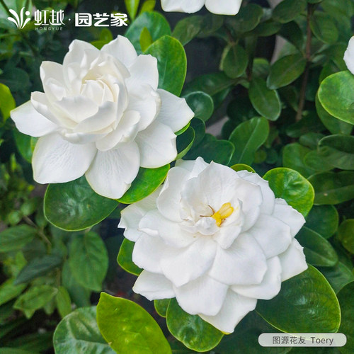 花彩栀子茉莉多年生常绿