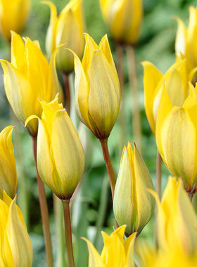 原生郁金香种球进口球根花卉复花耐寒多年生易养块根多件多折虹越