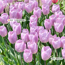 郁金香种球自然球荷兰进口阳台庭院新手球根花卉多件多折园艺虹越