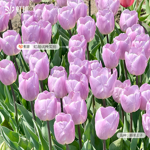 郁金香种球自然球荷兰进口阳台庭院新手球根花卉多件多折园艺虹越