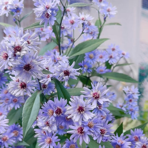 紫菀小卡罗盆栽花彩菊类玛格丽特虹越庭院花园阳台爆花重瓣花卉