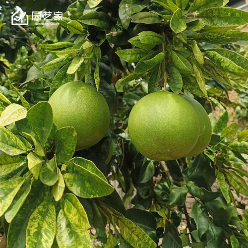 黄金蜜柚果树盆栽园艺家柚子树苗蜜柚果苗易养南方四季可种多年生