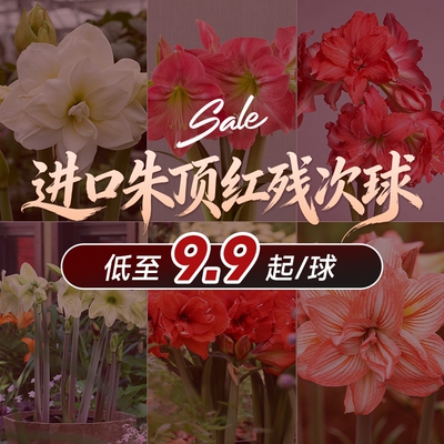 【限量清仓特惠】进口朱顶红种球根残次球可阳台盆栽种植品种随机