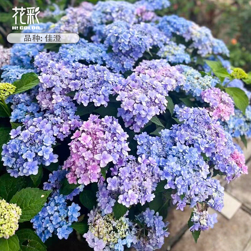 花彩大花绣球花盆栽老桩庭院地栽图片
