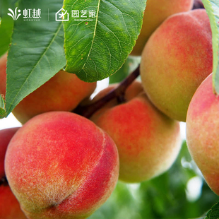 虹越桃树果苗裸根南方北方种植阳台露台水蜜桃黄桃湖景蜜露