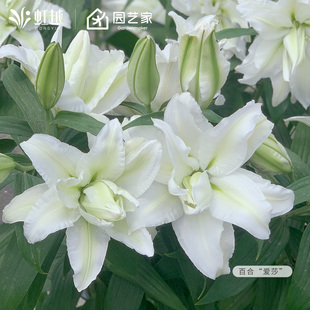 春百合进口种球根眼线布林迪西花种阳台花卉新手可盆栽花虹越易养