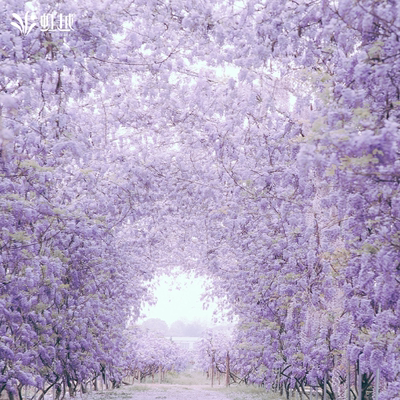 虹越爬藤紫藤花树苗盆栽小确幸廊架庭院多花攀爬藤大苗四季花卉