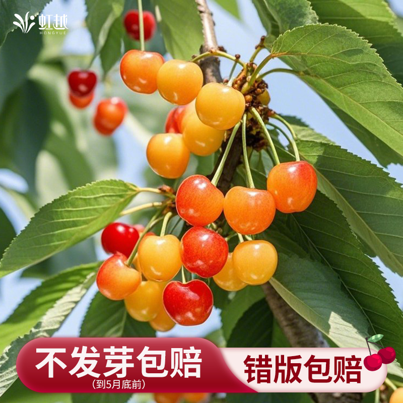 虹越黄色车厘子树苗裸根樱桃树苖果苗北方种植地栽黄蜜预卖