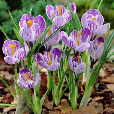 虹越阳台进口园艺番红花种球