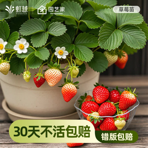 奶油草莓巧克力草莓虹越盆栽