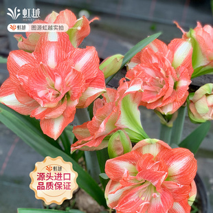 童话故事美丽情感朱顶红种球虹越进口多年生阳台庭院花卉精灵舞后