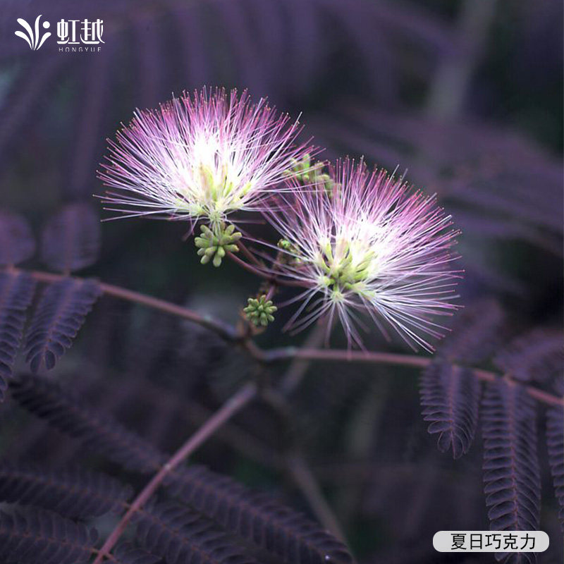 虹越进口植物紫叶合欢绒花芙蓉花树盆栽小苗庭院花园开花灌木预卖