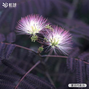 虹越进口植物紫叶合欢绒花芙蓉花树盆栽小苗庭院花园开花灌木预卖