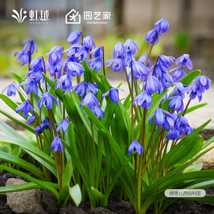 绵枣儿种球虹越进口耐寒花园花境阳台多年生球根植物花卉球预卖