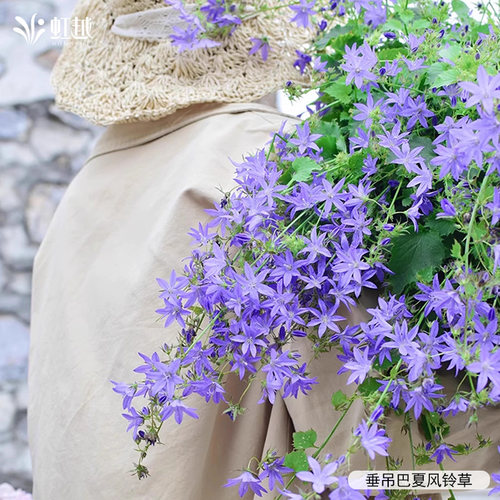 蓝盆花重瓣太阳花桔梗花卉种苗