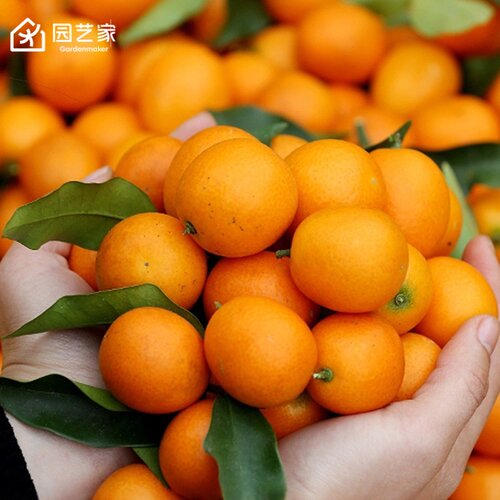 虹越脆皮金桔柚子橘子苗砂糖橘