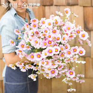 波斯菊花种子虹越园艺家种籽阳台花园花境耐热好养花期长夏天开花