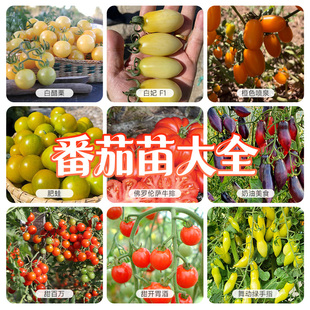 虹越园艺家番茄苗西红柿秧苗矮生甜蜜冰柱肥蛙绿手指甜开胃酒