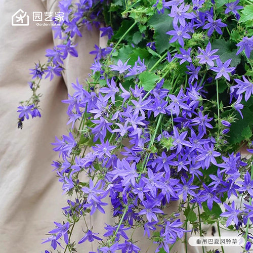 园艺家花卉种苗风铃草垂吊直立耐热耐寒好养活爆花盆栽小花苗