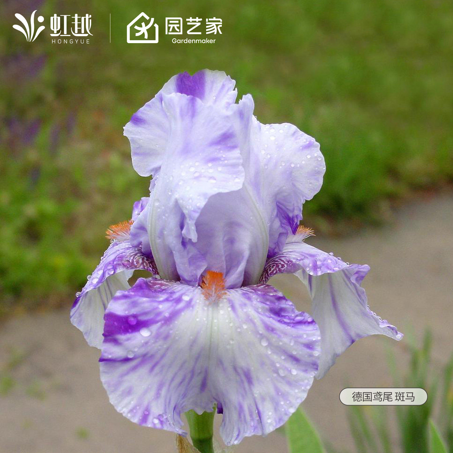 德国鸢尾花苗裸根苗虹越进口多年生耐寒耐旱宿根草本种球根花境