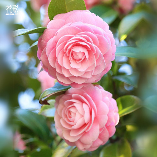 花彩茶花盆栽盆景绿植物花卉