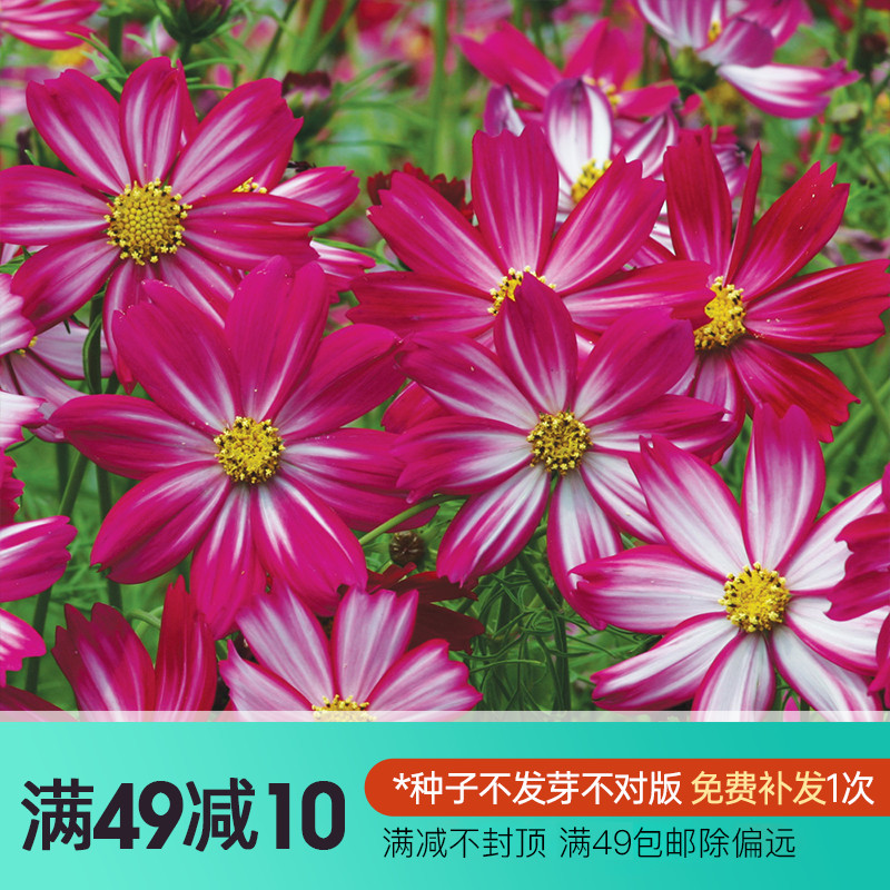 虹越萌吖吖花卉种子草本花卉波斯菊大花波斯菊硫华菊春夏播格桑花