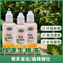 虹越花彩师快速生根液植物通用扦插水培花卉蝴蝶兰强力爆根营养液