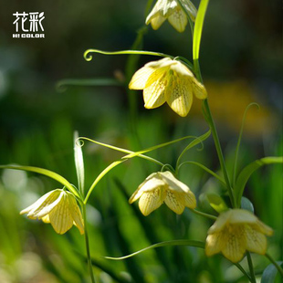 花彩浙贝母球根植物盆栽观花阳台室内庭院花镜春季开花耐寒好养活