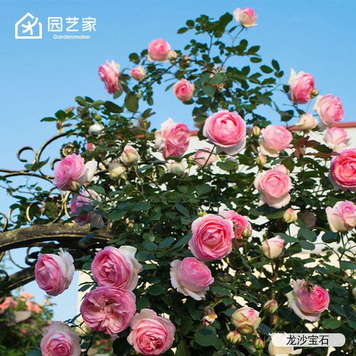 虹越月季小苗精选品种集合