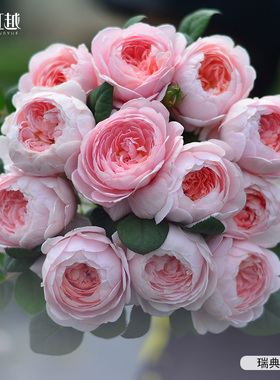 虹越月季小苗果汁阳台莫妮卡戴维龙沙盆栽藤本灌木阳台开花机器