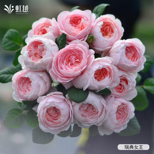 虹越月季小苗品种丰富错版包赔