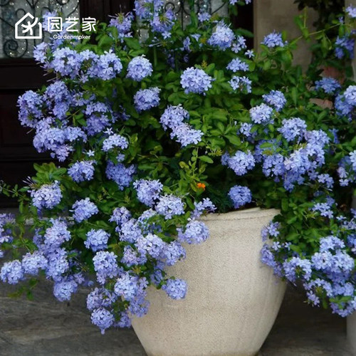 园艺家蓝雪花盆栽大花苗棒棒糖阳台植物耐热夏季爆花爬藤垂吊小苗
