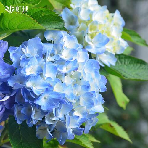 虹越大花绣球花盆栽小苗阳台好养