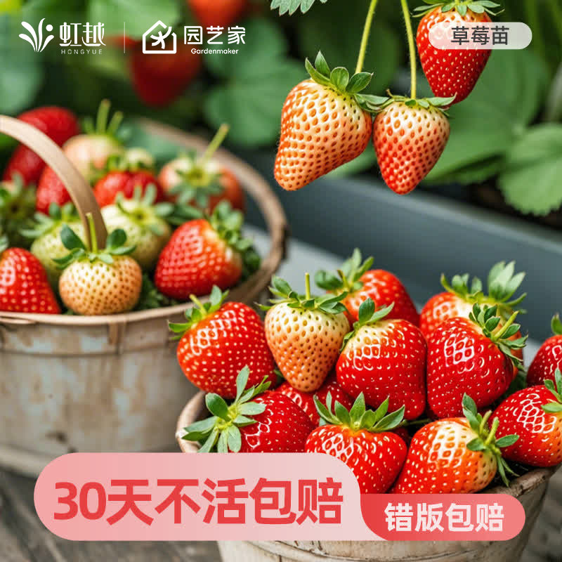 虹越草莓苗秧盆栽家庭阳台冬季结果苗黑珍珠红颜天使粉玉丹东99
