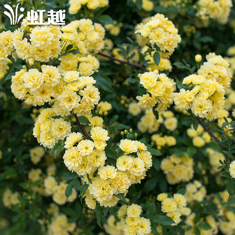 虹越红木香黄木香爬藤月季花盆栽苗白粉木香爬墙藤本花卉耐寒易养,鲜花速递/花卉仿真/绿植园艺,月季/蔷薇/玫瑰,淘宝优惠券,粉丝福利购,淘宝优惠卷