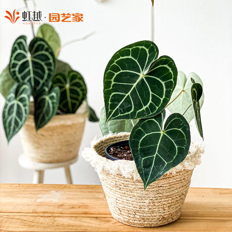 花彩克莱恩花烛蔓绿绒盆栽多年生