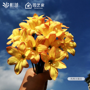 虹越风雨兰国王的赎金胖丽丽种球lc多年生新手易养耐热植物花卉球