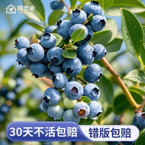 虹越蓝莓盆栽果树南北方四季种植