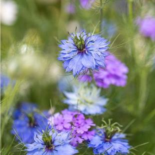 虹越萌吖吖花卉种子风铃草黑种草薰衣草彩叶草含羞草飞燕草月见草