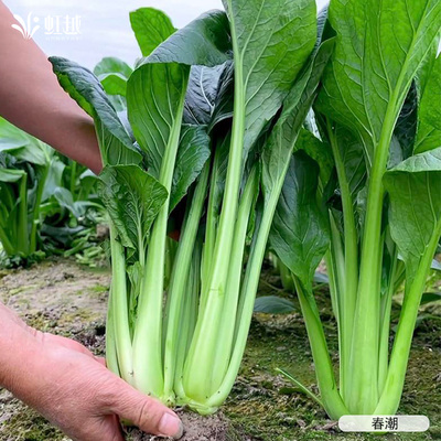 虹越园艺家蔬菜小白菜鸡毛菜快菜乌塌菜种子籽种四季阳台盆栽种植