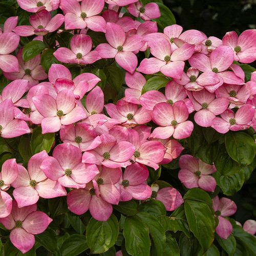 虹越多花梾木四照花盆栽