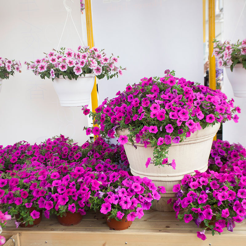 矮牵牛种子垂吊盆栽庭院室内阳台