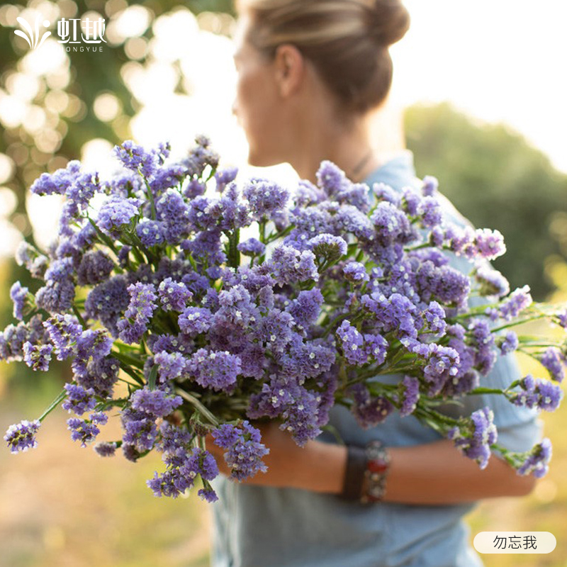 勿忘我花种子虹越园艺家种籽阳台花园花境好养花期长多年生低维护