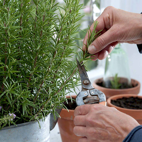 迷迭香盆栽花彩香草植物香料理西餐烹饪阳台花园常绿植观叶有香味