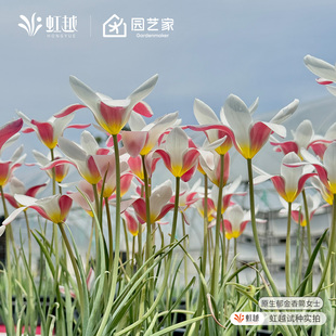 简女士原生郁金香种球进口球根花卉原郁可盆栽地栽耐寒多年生预卖