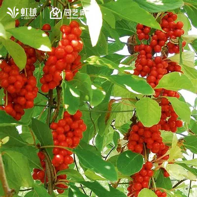 虹越北五味子盆栽树苗北方耐寒植物果树庭院阳台藤本可食用植物图片