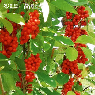 虹越北五味子盆栽树苗北方耐寒植物果树庭院阳台藤本可食用植物