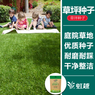 虹越萌吖吖进口草坪草皮种子高羊茅黑麦狗牙根白三叶草春季秋播草